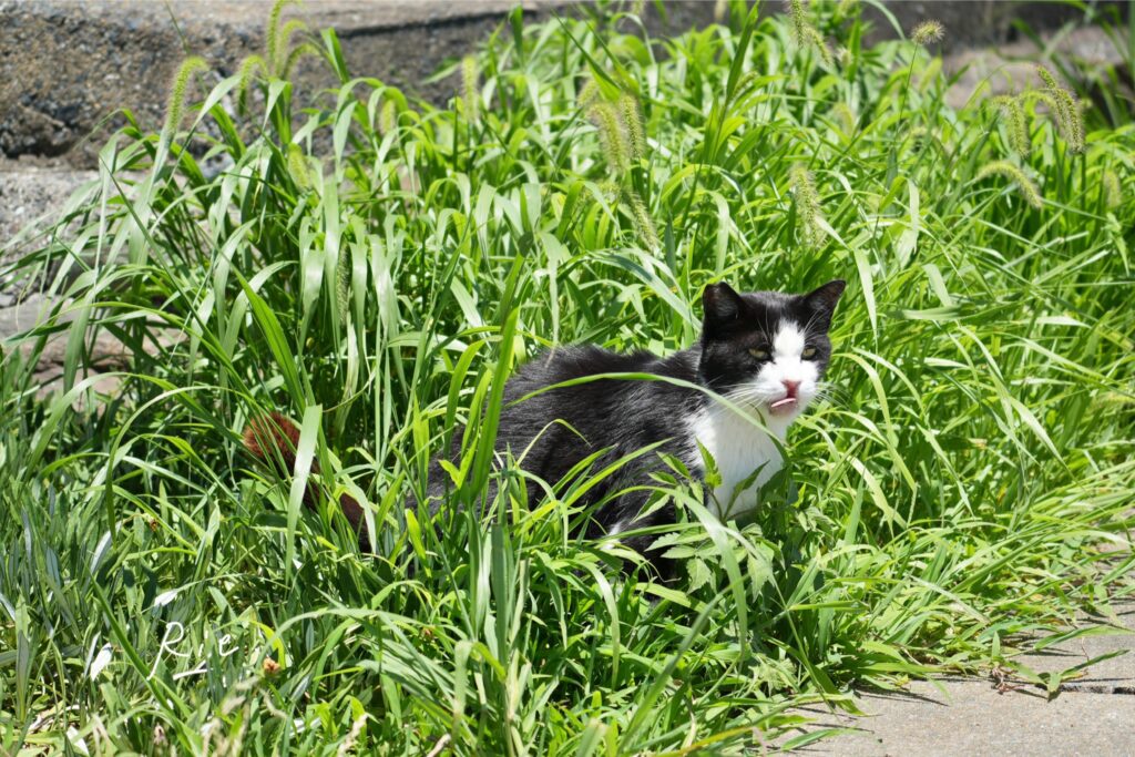 猫ちゃん