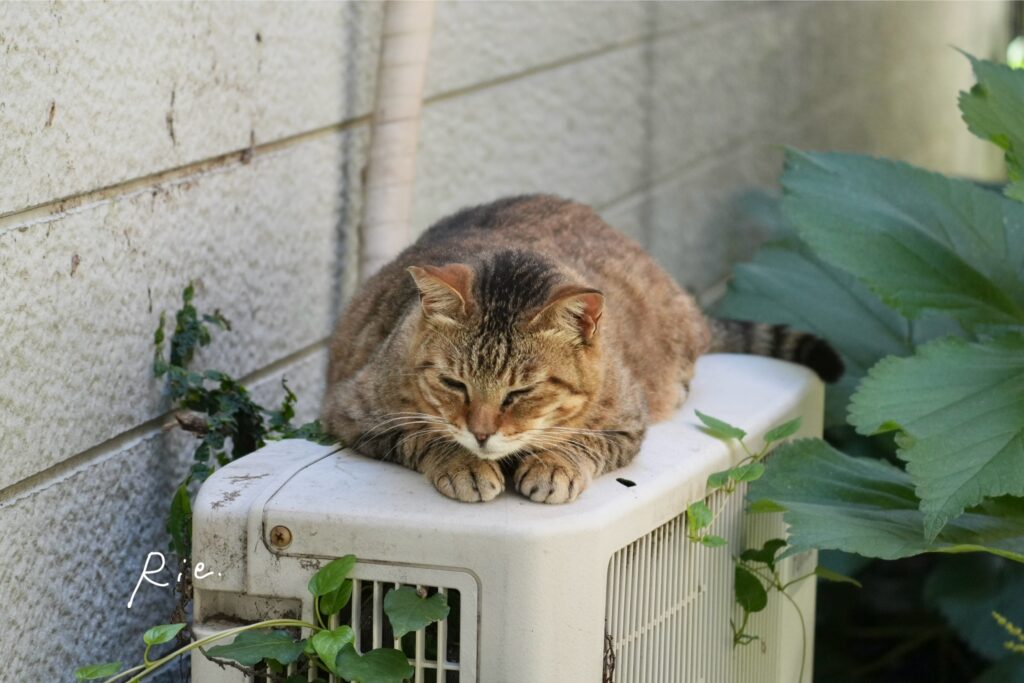 猫ちゃん