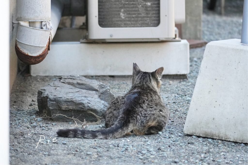 猫ちゃん