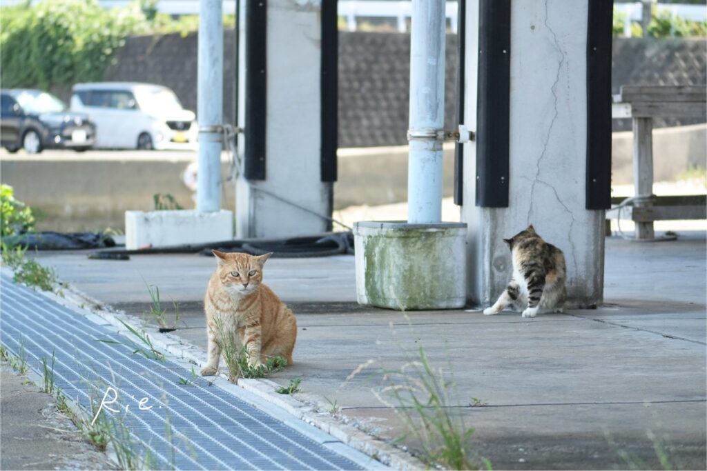 猫ちゃん