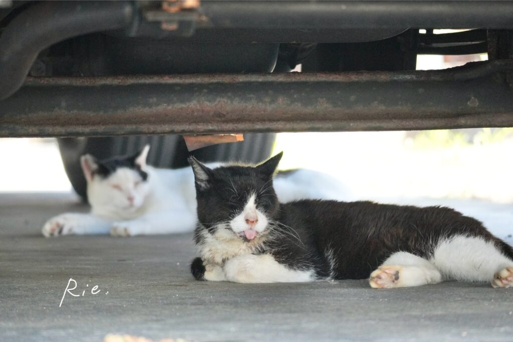猫ちゃん