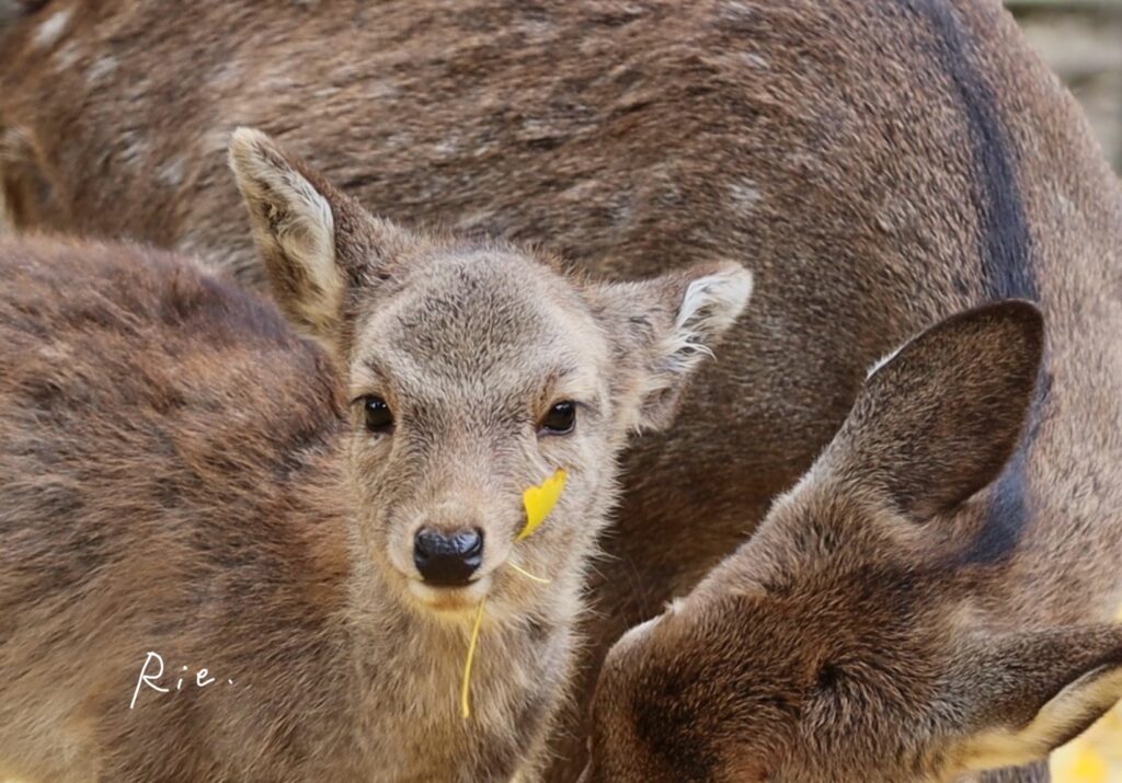 イチョウを食べる子鹿ちゃん
