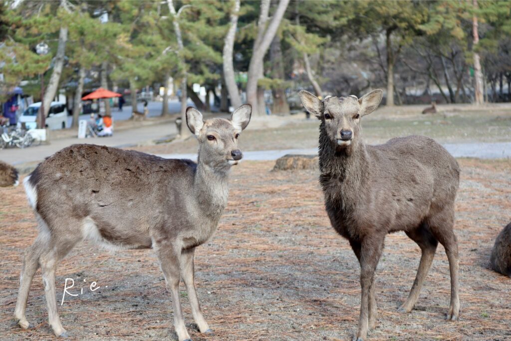 冬毛の雄鹿さんと雌鹿さん
