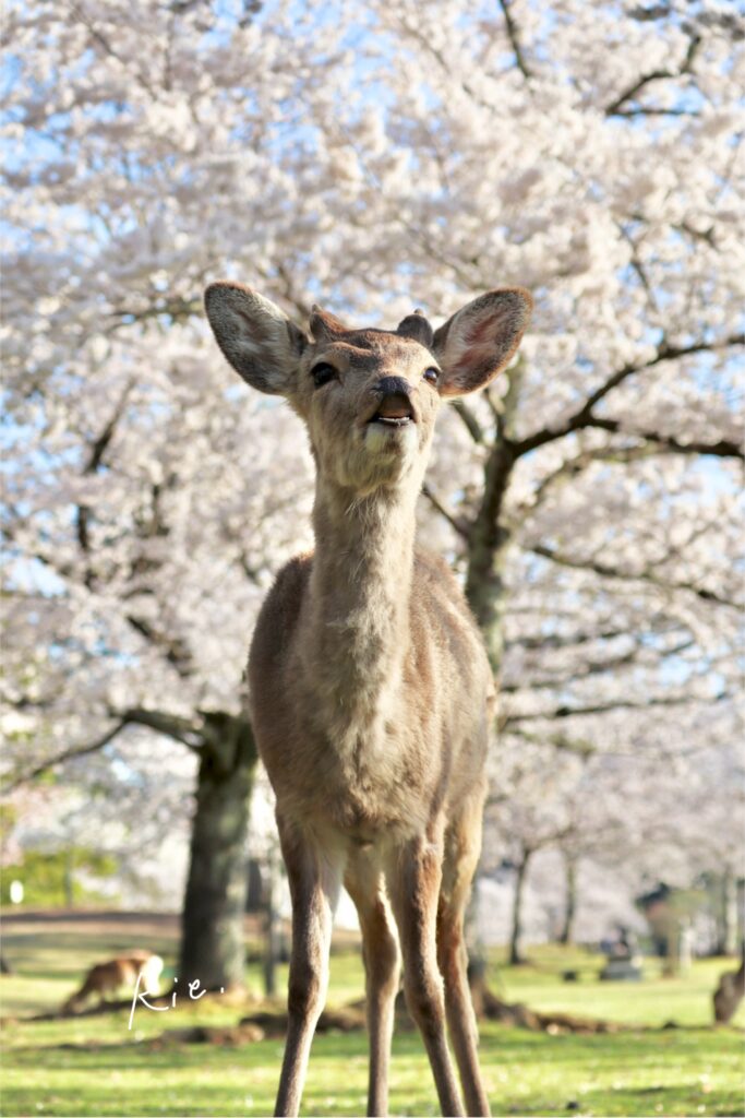 桜バックの雄鹿さん