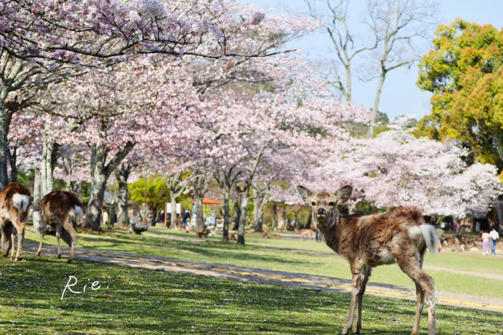 春日野園地の桜と鹿さん