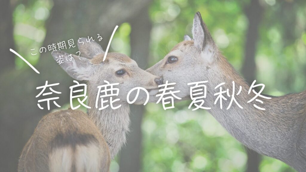 この時期見られる姿は？奈良鹿の春夏秋冬